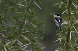 Image of Southern Pririt Batis