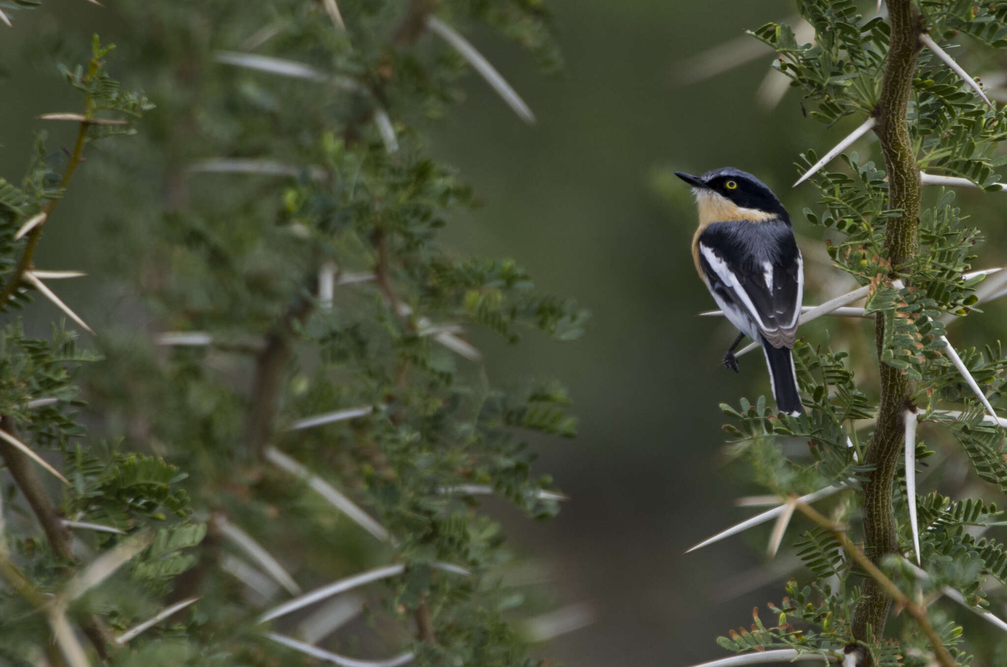 Image of Southern Pririt Batis