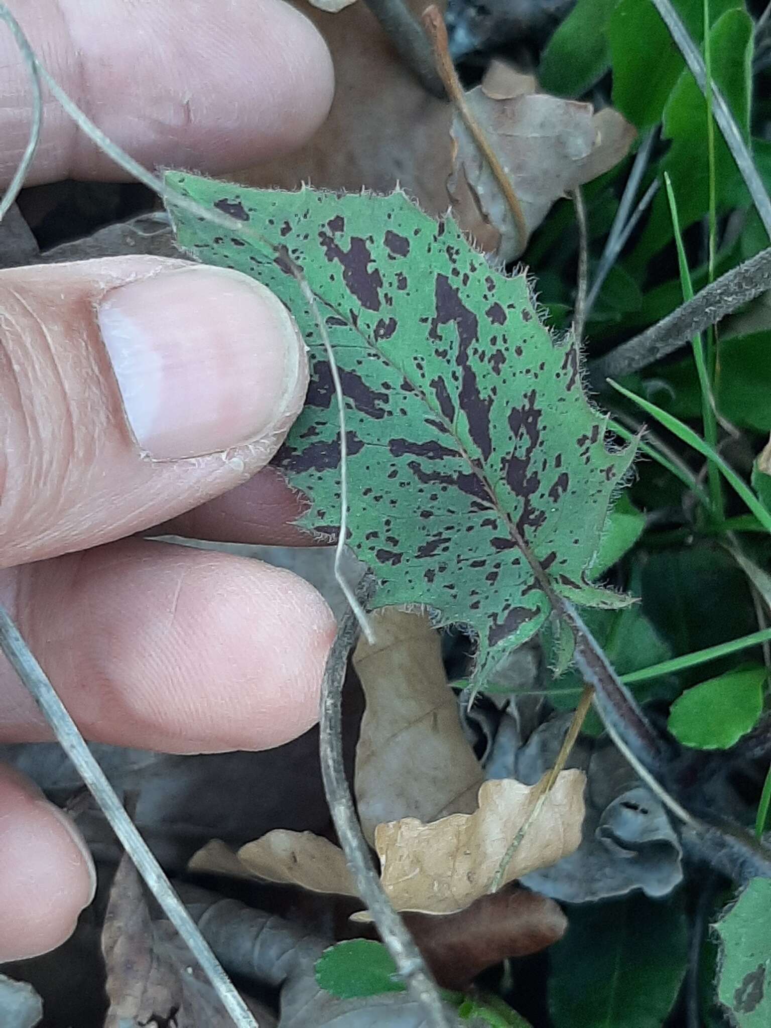 Imagem de Hieracium bifidum Kit.