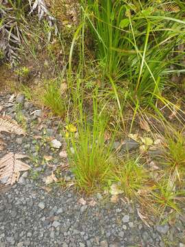 Juncus prismatocarpus R. Br. resmi