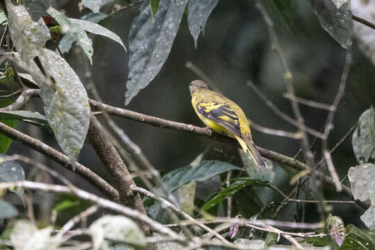 Image of Petit's Cuckooshrike