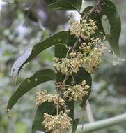 Image of Smilax australis R. Br.