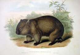 Image of Bare-nosed Wombats