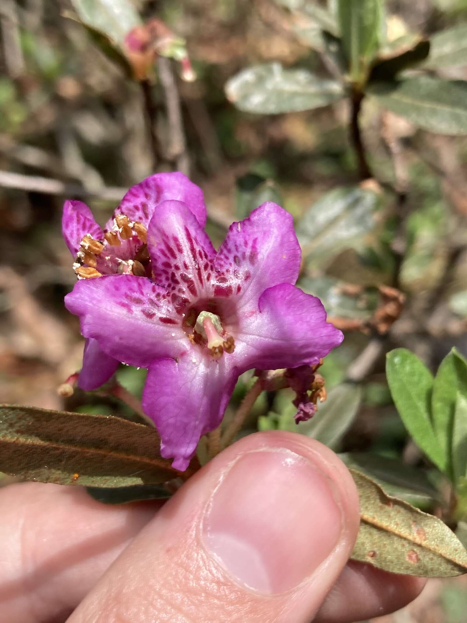 Imagem de Rhododendron lepidotum Wall.