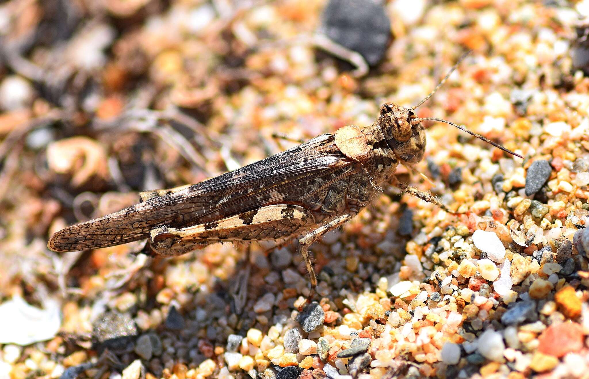 Acrotylus longipes (Charpentier 1845)的圖片