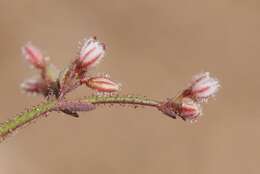 Image of unarmed buckwheat