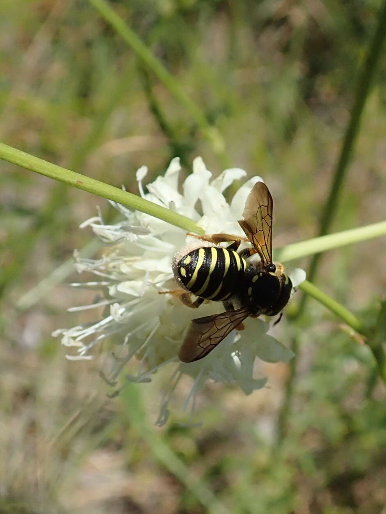 Image de Trachusa interrupta (Fabricius 1781)