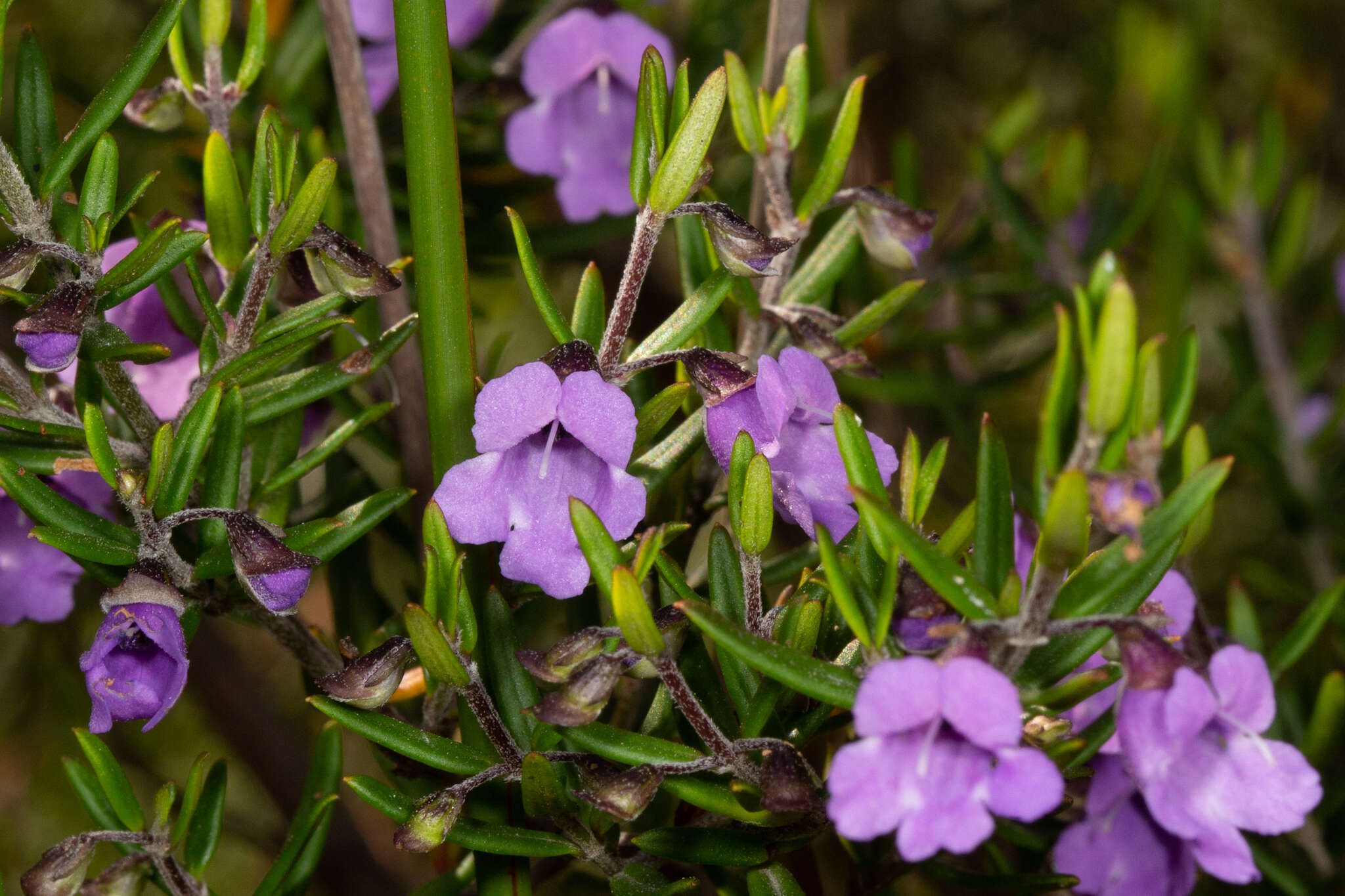 Image of Prostanthera scutellarioides (R. Br.) Druce