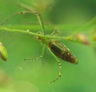 Leucauge undulata (Vinson 1863) resmi