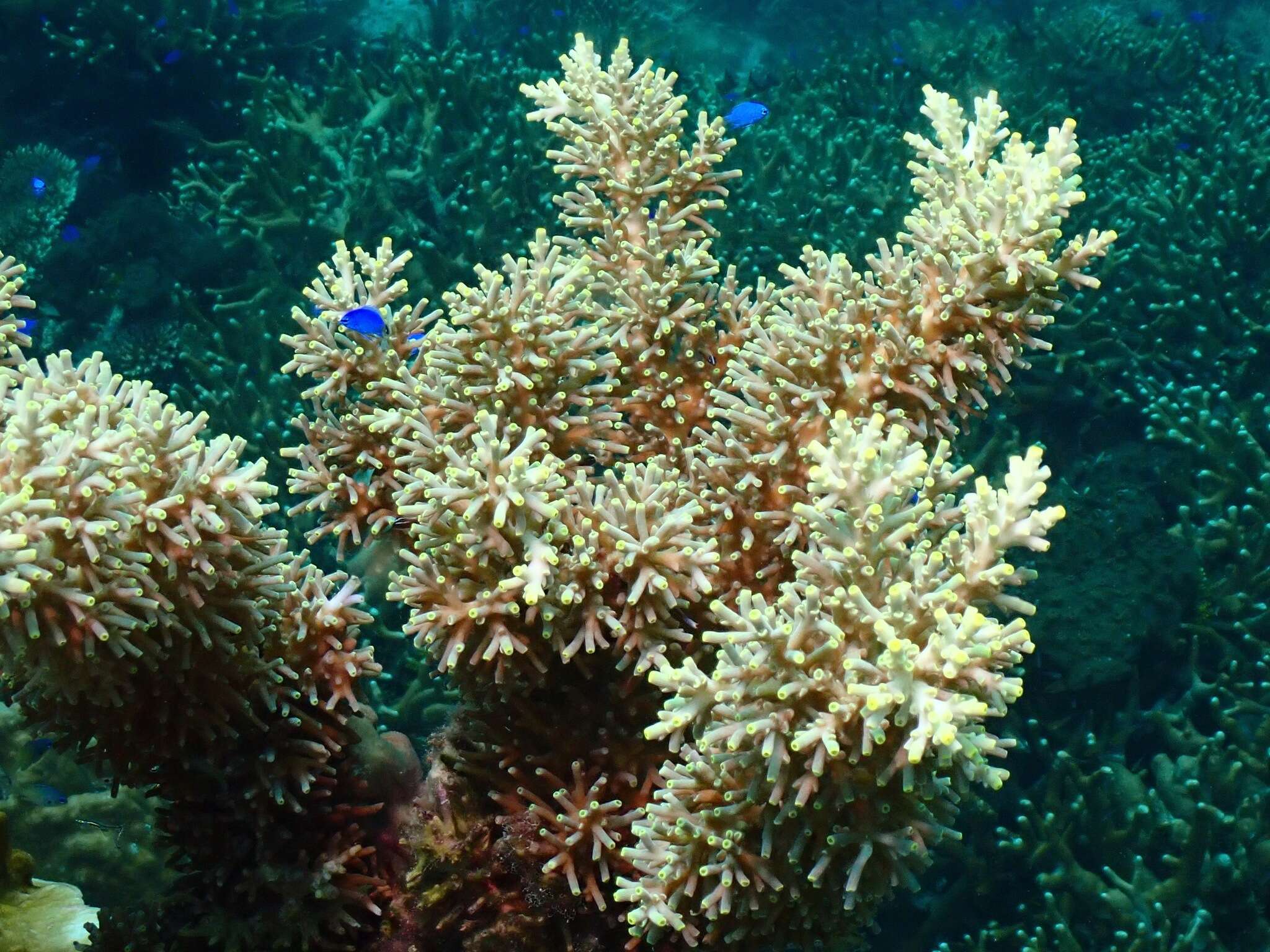 Image de Acropora echinata (Dana 1846)