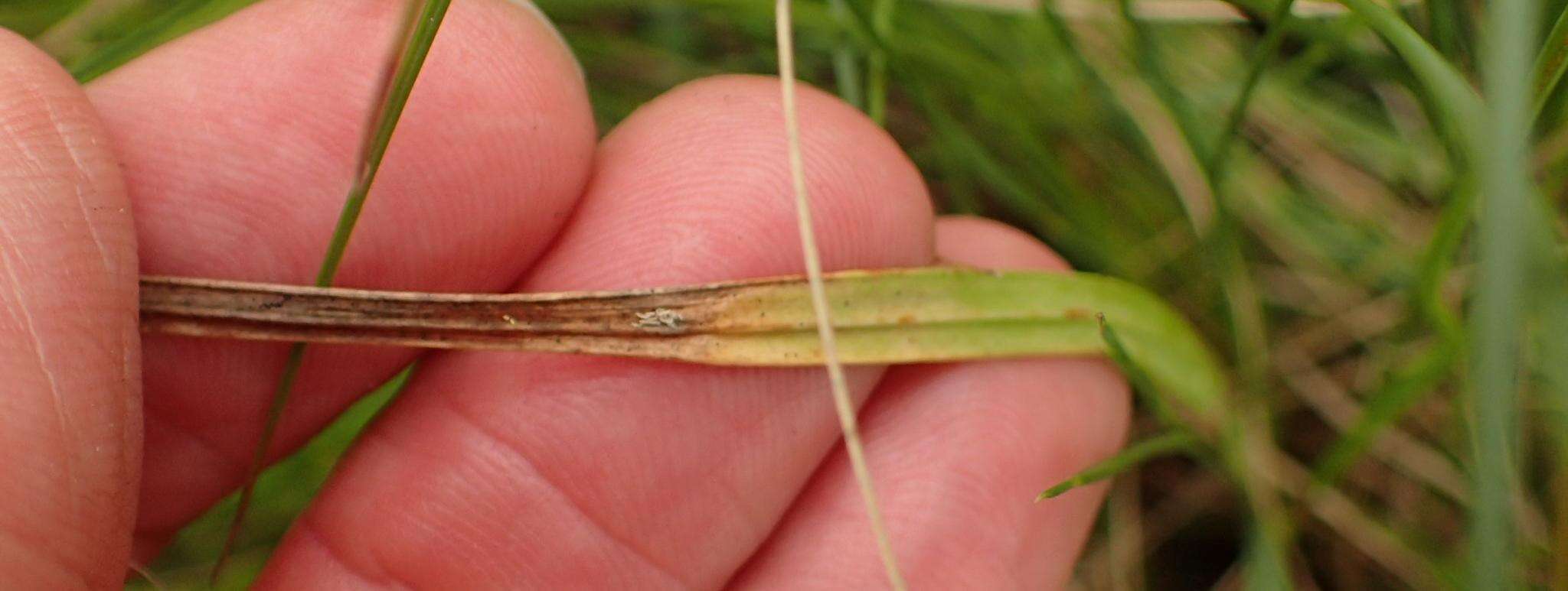 Image of Hesperantha lactea Baker