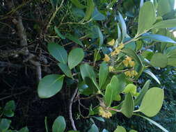 Plancia ëd Pterocelastrus tricuspidatus (Lam.) Walp.