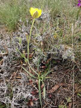 Image of Ranunculus gramineus L.