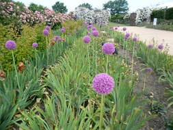 Image of Allium giganteum Regel