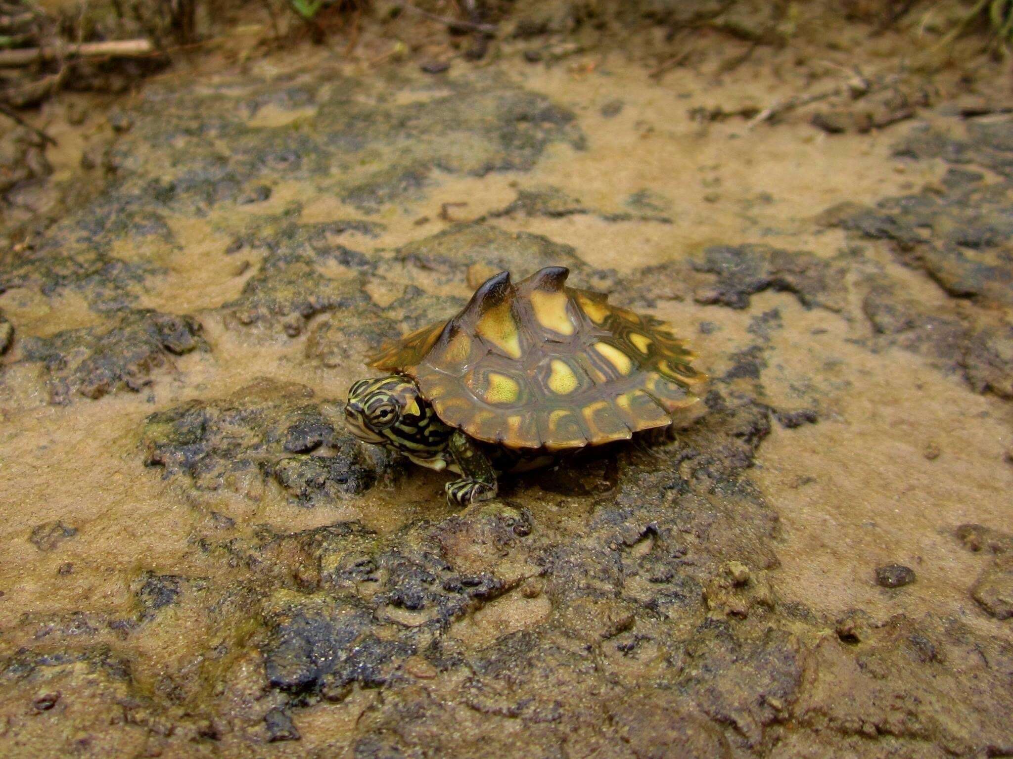 Image of Yellow Blotched Sawback