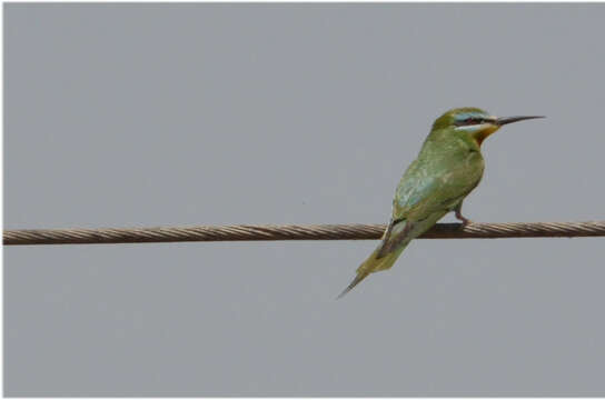 Image of Blue-cheeked Bee-eater