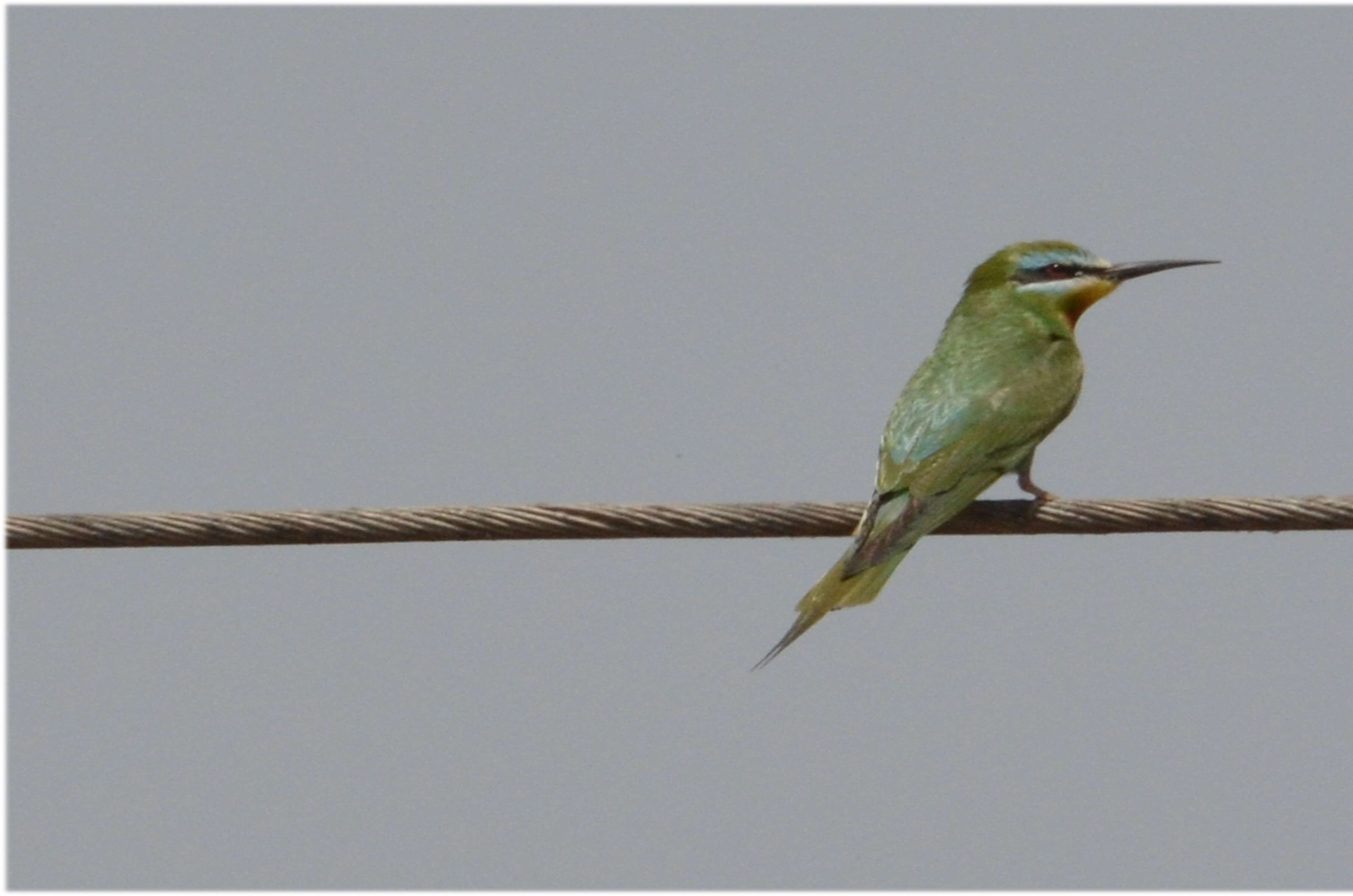 Image of Blue-cheeked Bee-eater