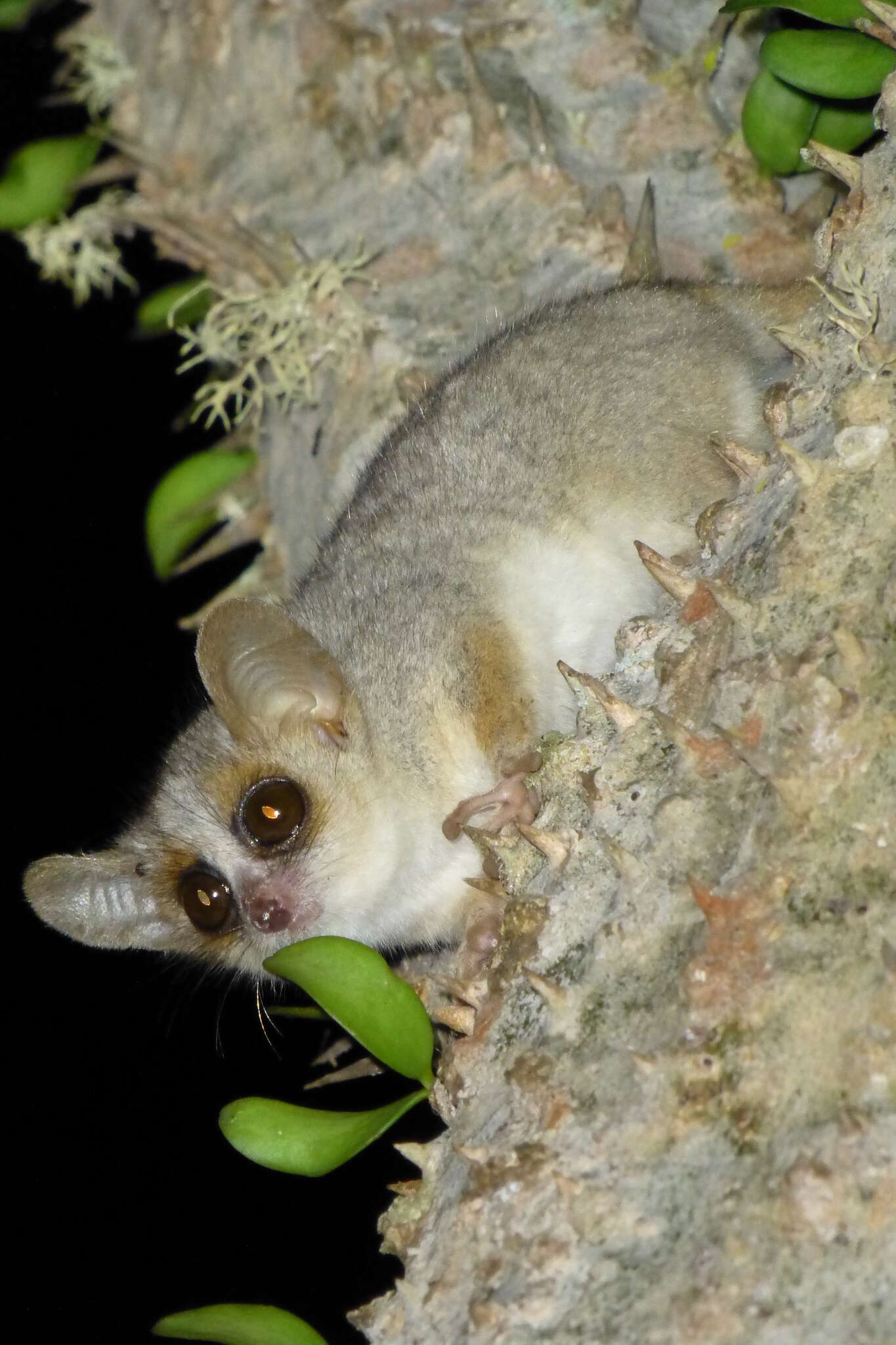 Image of Gray-brown Mouse Lemur