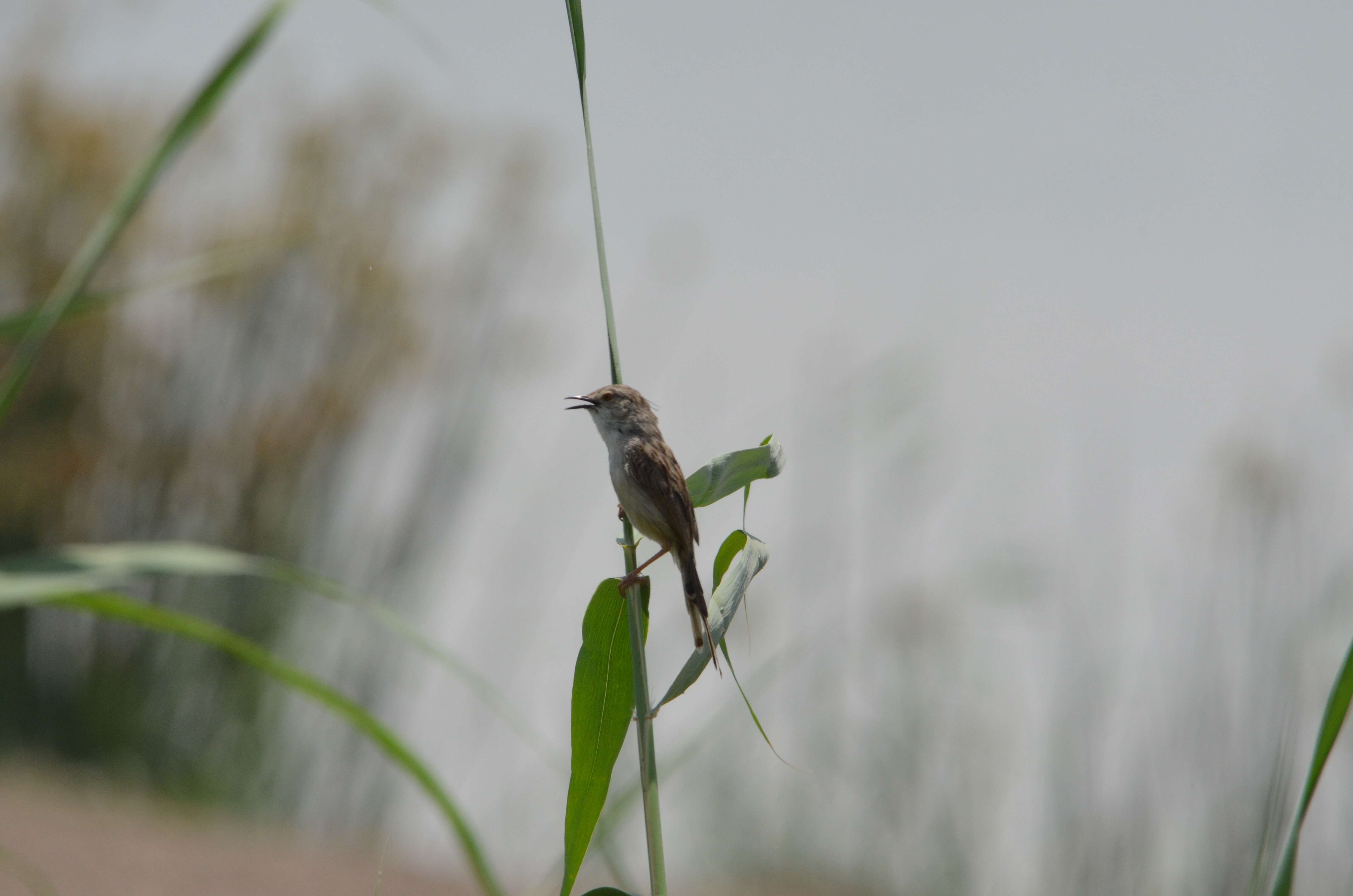 Image of Graceful Prinia