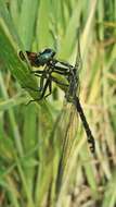 Image of Club-tailed Dragonfly