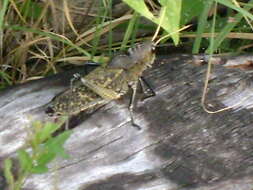 Image of lubber grasshopper