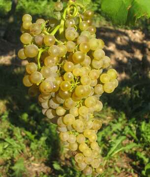 Image of wine grape