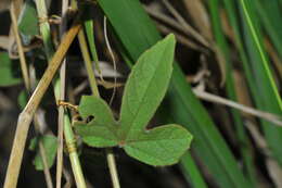 Image of Passiflora ciliata var. santiagana (Killip) Vanderpl.