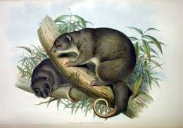 Image of brushtail possums and cuscuses