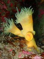 Image of yellow tree coral