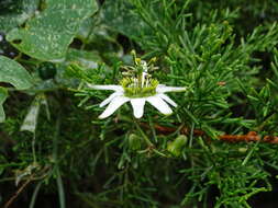 Image of Passiflora cuneata Willd.