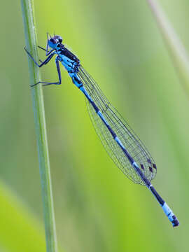 Image of Variable Bluet