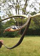 Image of Usambara vine snake