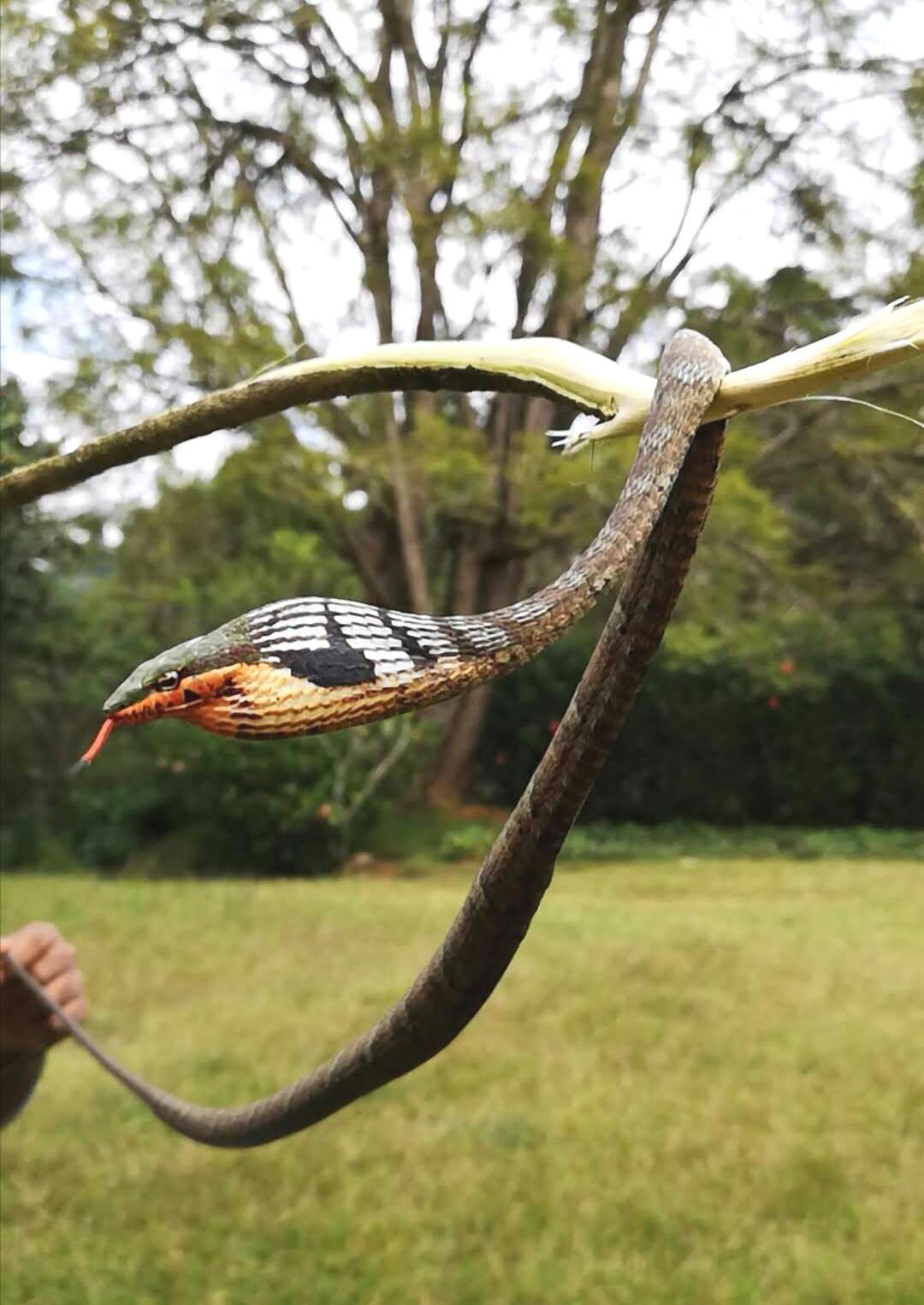 Image of Usambara vine snake