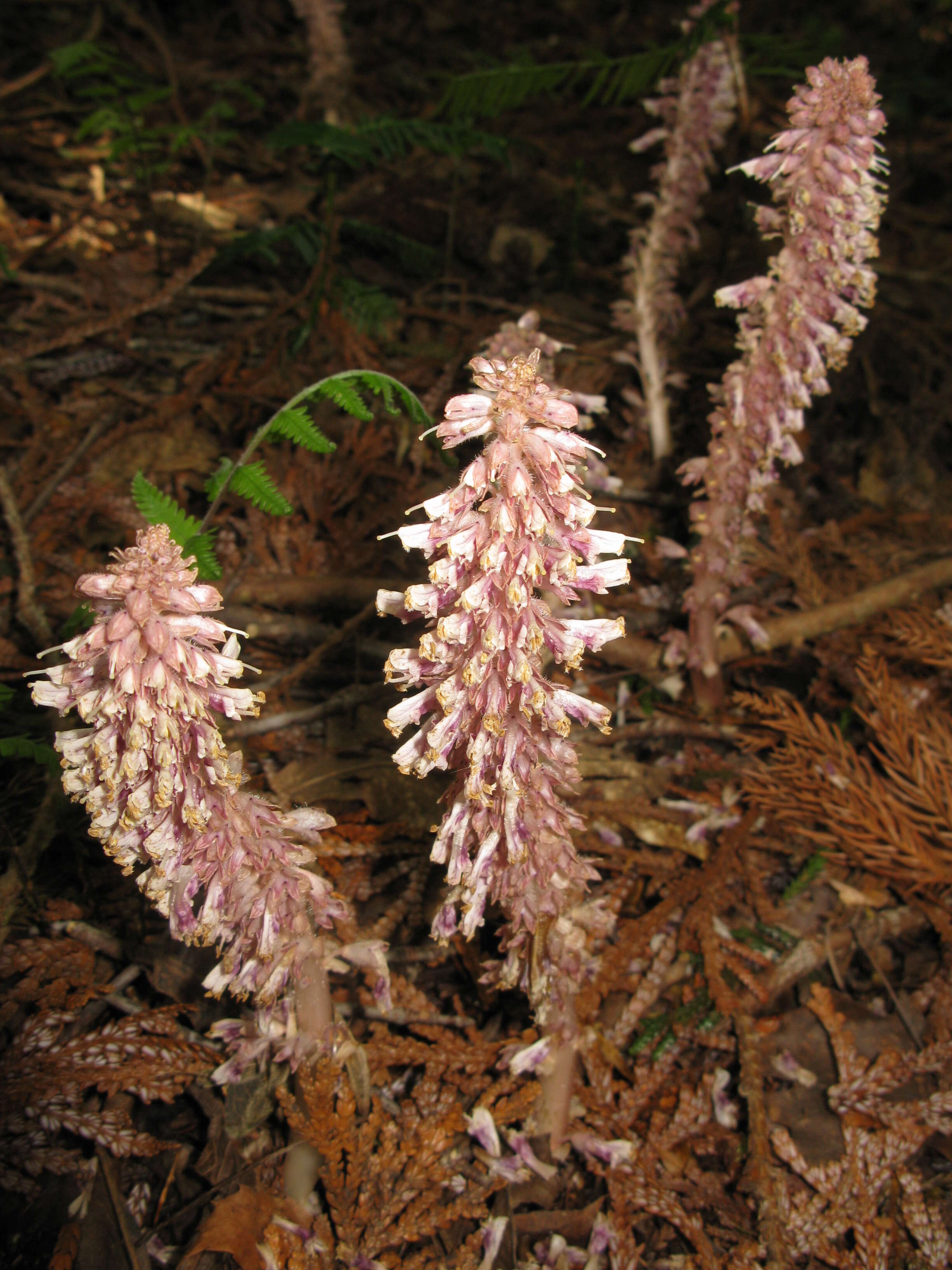 Image of Toothwort