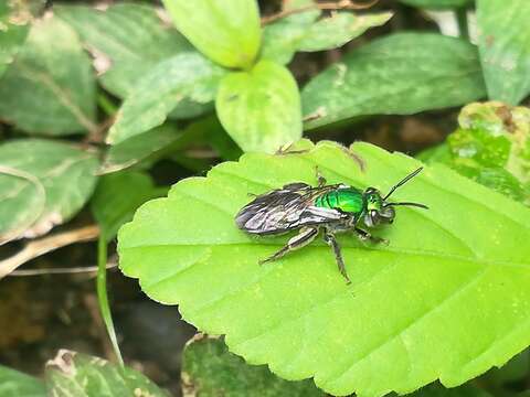 Image of Pseudaugochlora graminea (Fabricius 1804)