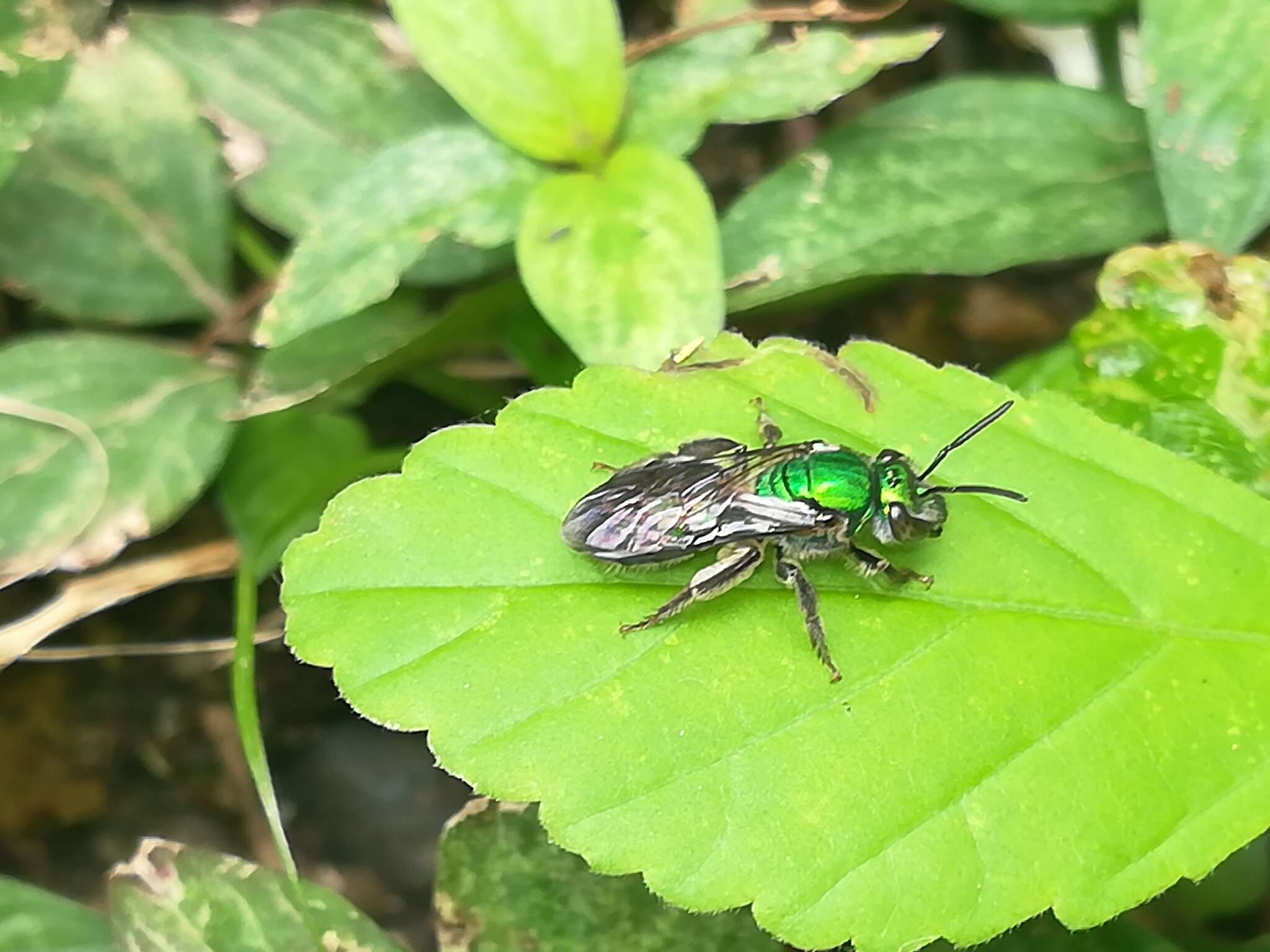 صورة Pseudaugochlora graminea (Fabricius 1804)