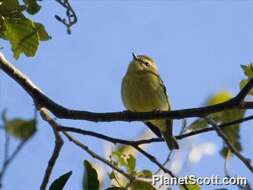 Plancia ëd Vireo carmioli Baird & SF 1866