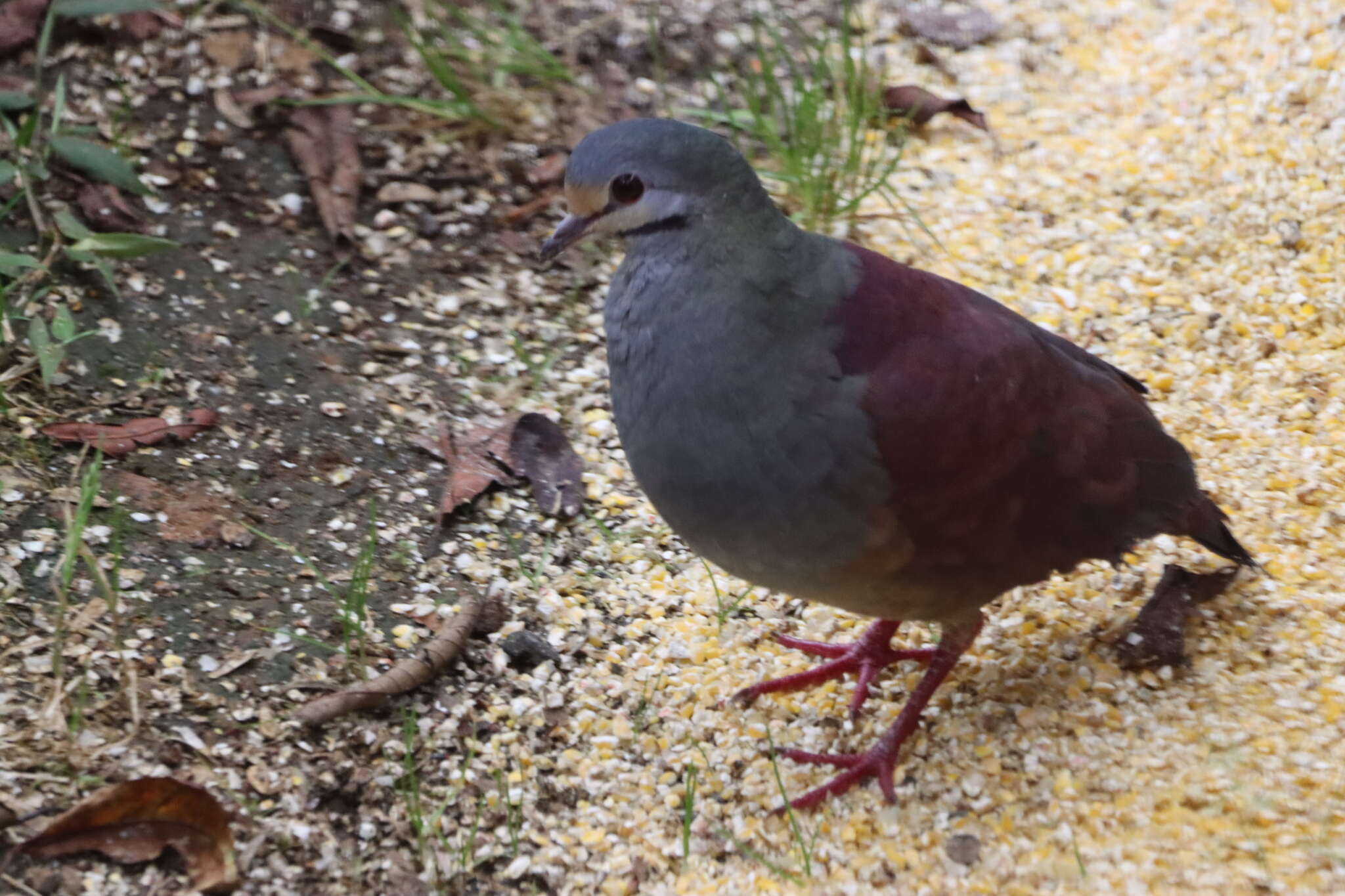 Image of Buff-fronted Quail-Dove