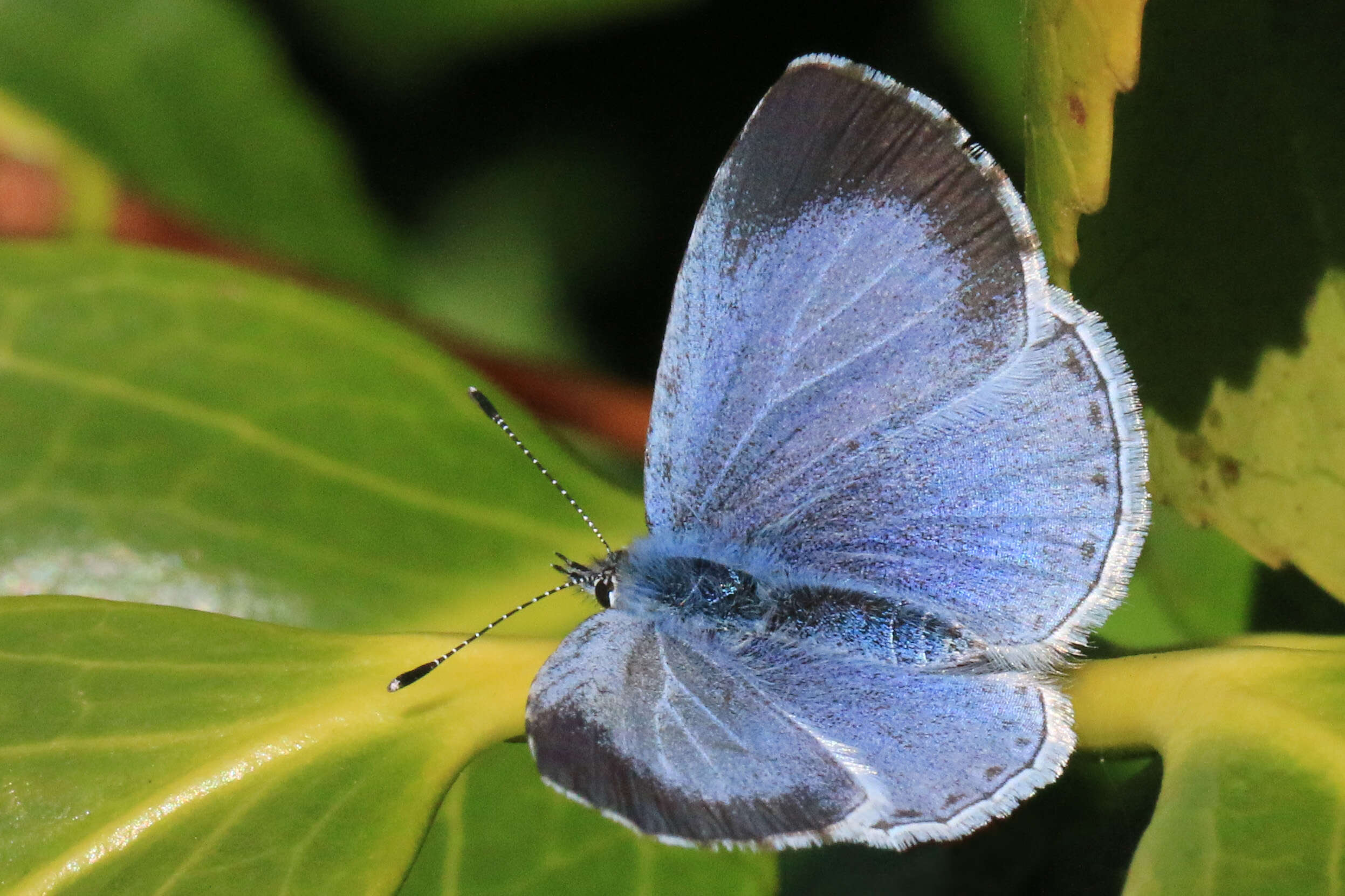 Image of holly blue