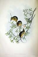 Image of honey possums