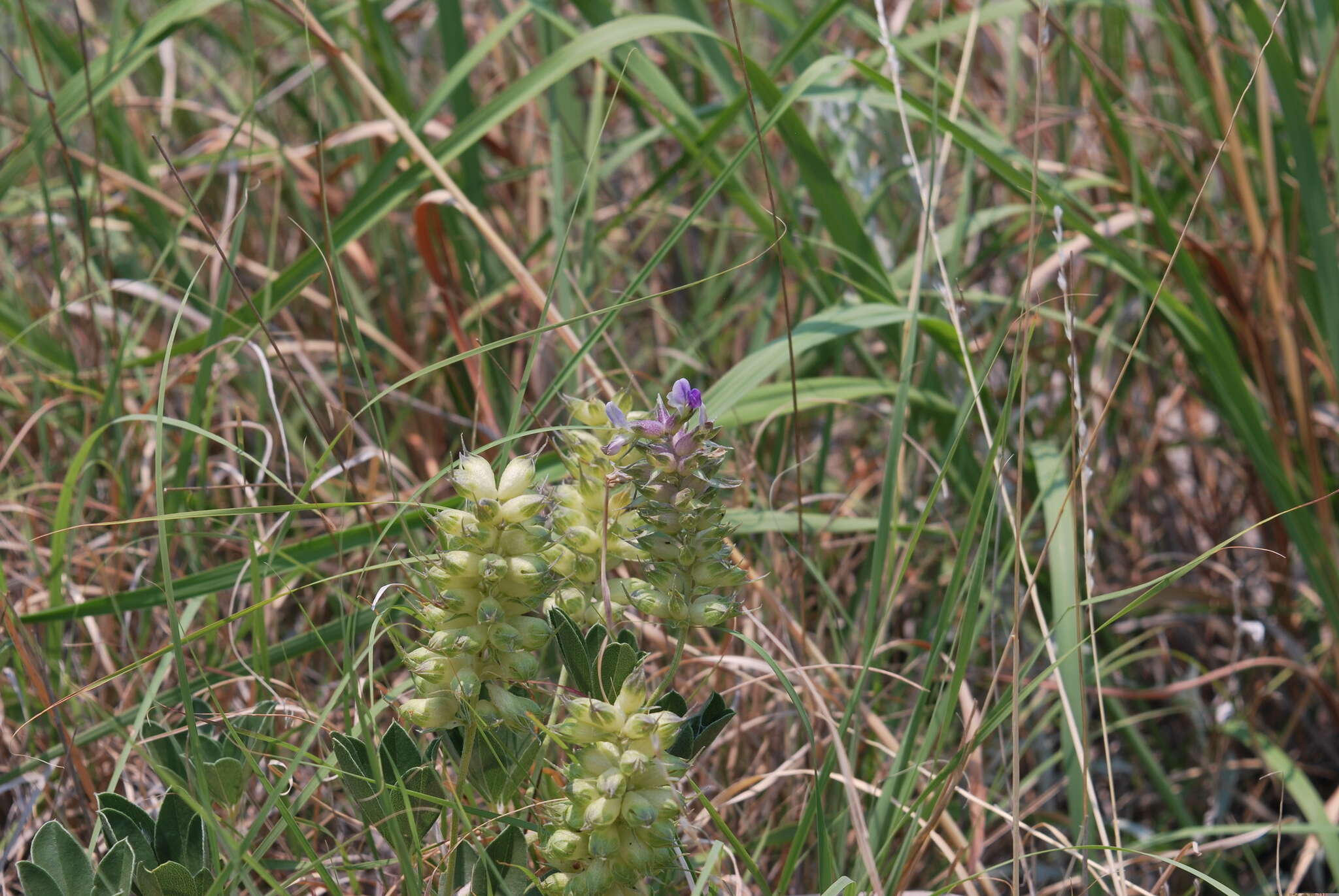 Image of largebract Indian breadroot