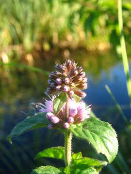 Image of Water Mint