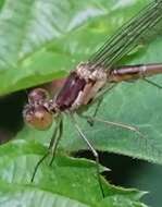 Image of Spotted Spreadwing