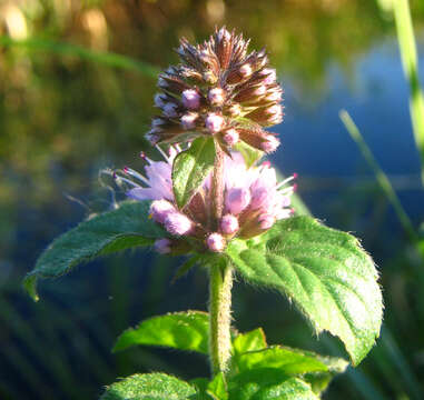 Image of Water Mint