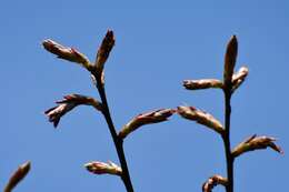 Imagem de Quercus crispipilis Trel.