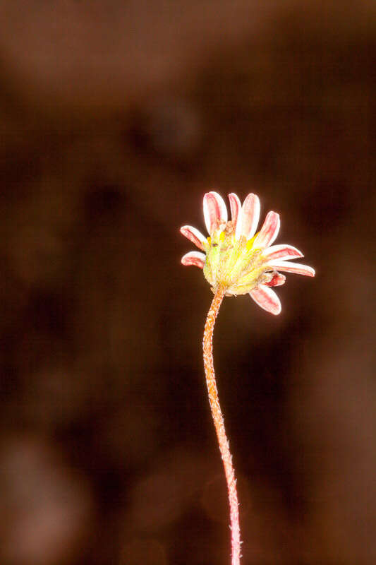 Image de Bellium fausse pâquerette