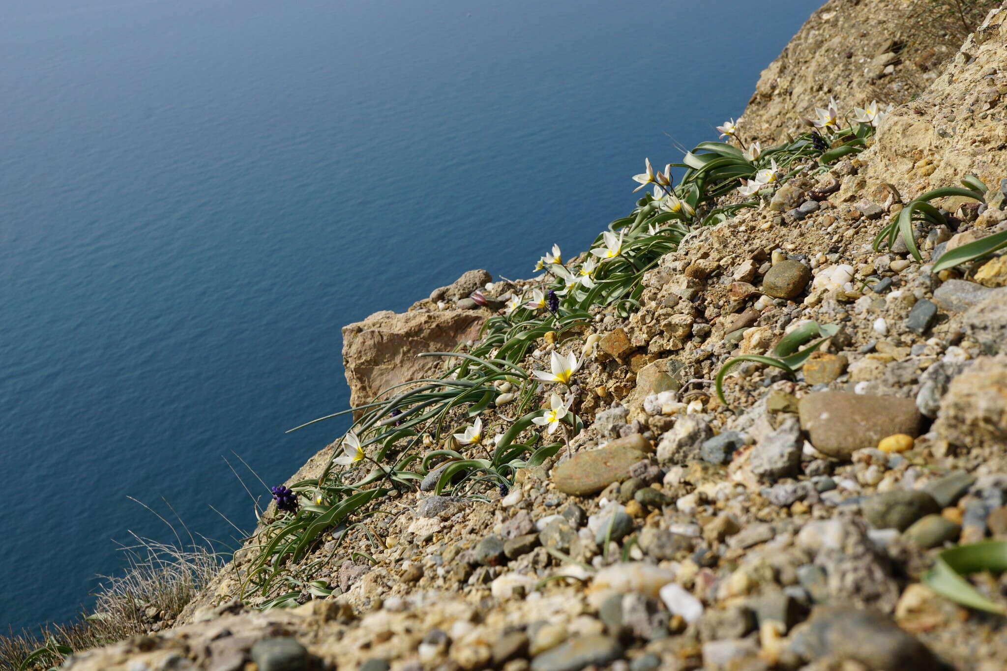 Image of Tulipa biflora Pall.