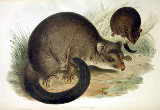 Image of brushtail possums and cuscuses