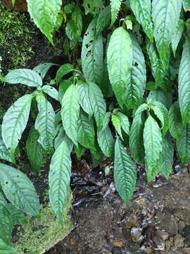 Imagem de Hemiboea bicornuta (Hayata) Ohwi