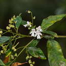 Image of Christmas Mintbush